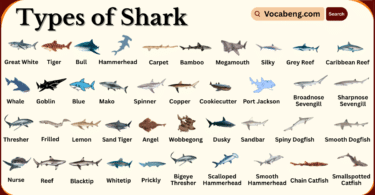 Types of Sharks with Names in English and Pictures