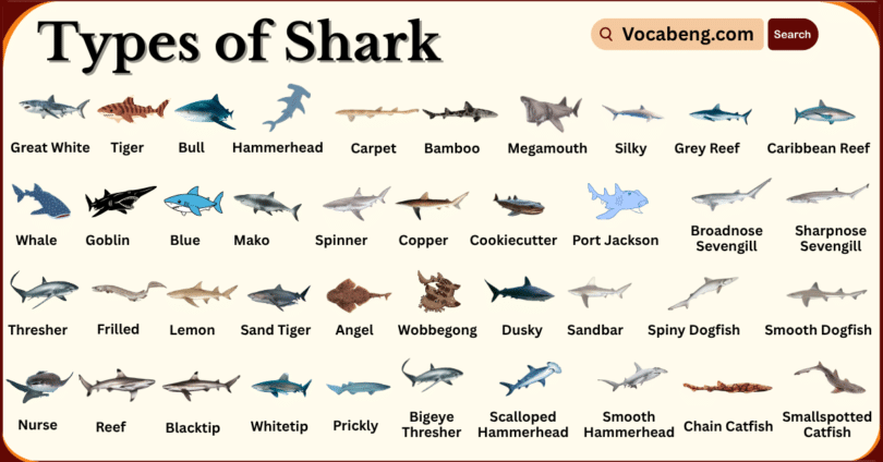 Types of Sharks with Names in English and Pictures