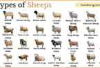 Types of Sheep Breeds with Names in English with Pictures