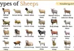 Types of Sheep Breeds with Names in English with Pictures