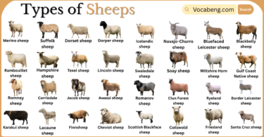 Types of Sheep Breeds with Names in English with Pictures