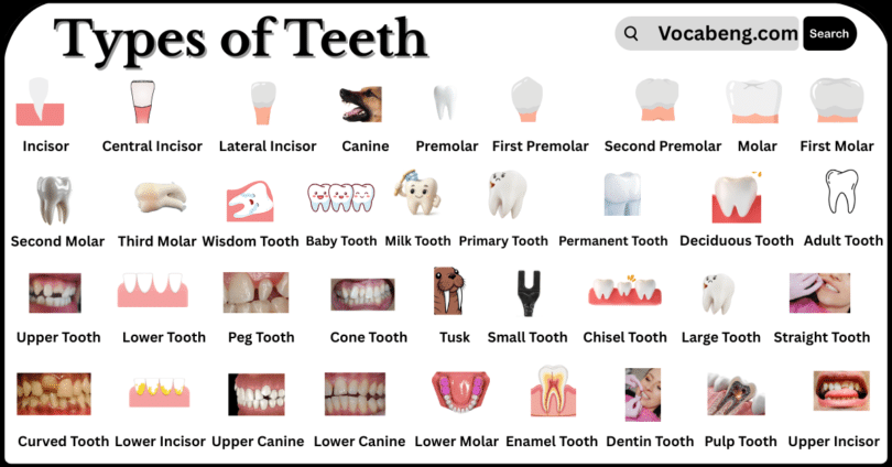 Types of Teeth with Names in English with Pictures
