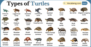 Types of Turtles Breeds with Names in English with Pictures