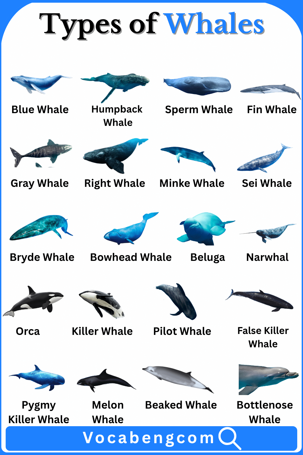 Types of Whales with Names in English and Pictures