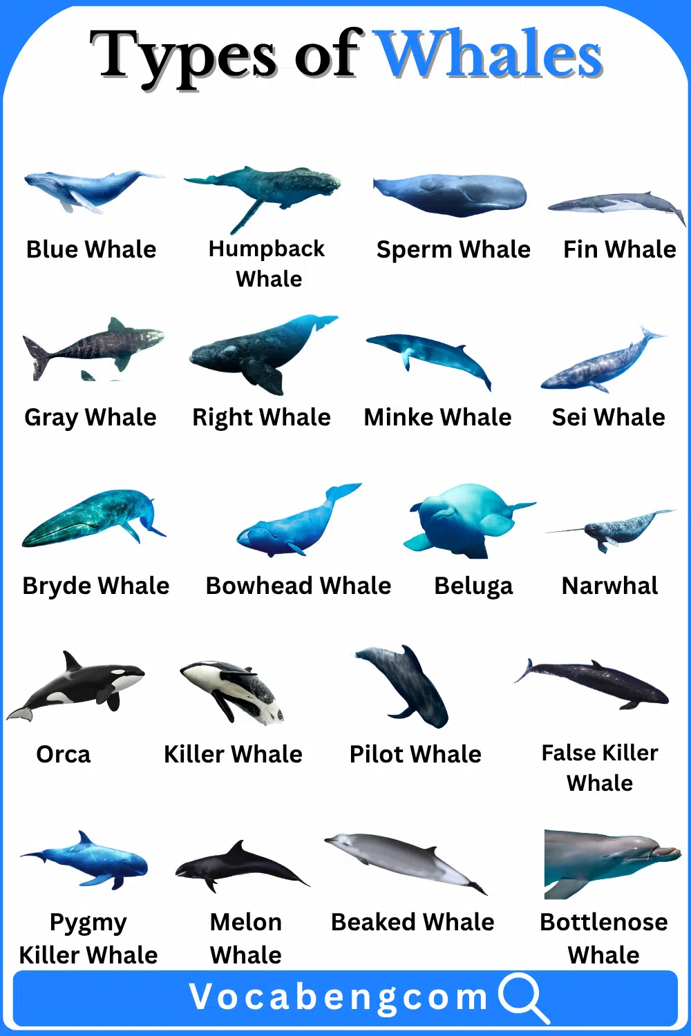 Types of Whales with Names in English and Pictures