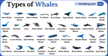 Types of Whales with Names in English with Pictures