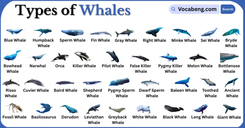 Types of Whales with Names in English with Pictures