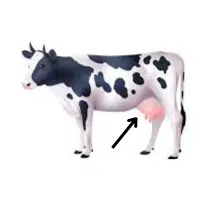 Udder  | Parts of Cow with Names in English 
