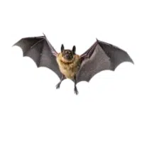Vampire bat | Types of Bats Breeds with Names
