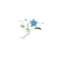 Vein | Parts of Flowers with Names