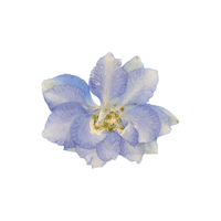 Violet | Plants and Their Names