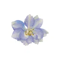 Violet | Plants and Their Names