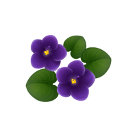 Violet | Flowers Names in English
