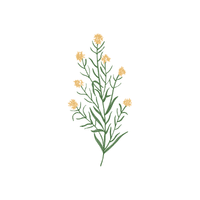 Wallflower | Flowers Names in English