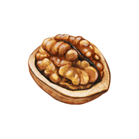 Walnuts | List of Snacks Vocabulary in English