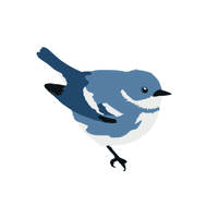 Warbler | Flying Birds Names