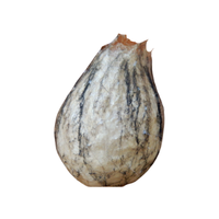 Wasp egg
