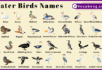 Water Birds Names in English with Pictures