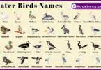 Water Birds Names in English with Pictures