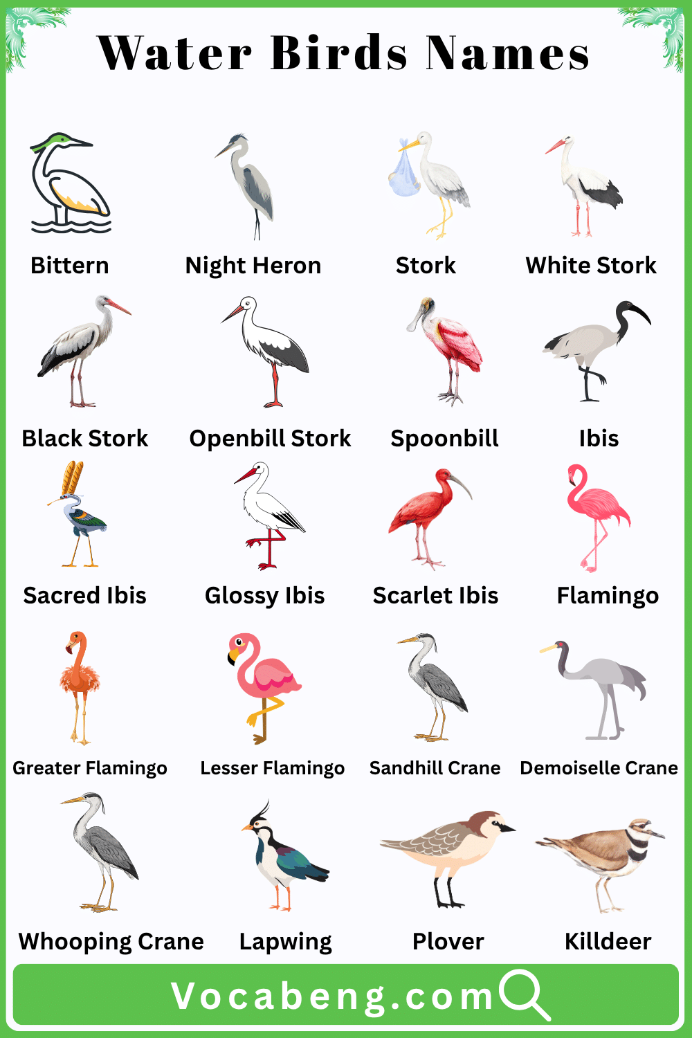 Water birds names in English with pictures