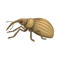 Weevil