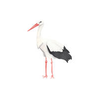 White Stork | Water Birds Names