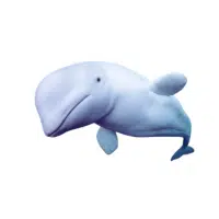White Whale | Types of Whales with Names in English