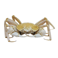 White Crab