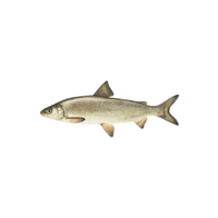 Whitefish | Types of Fish with Names in English