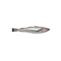 Whiting | Types of Fish with Names in English