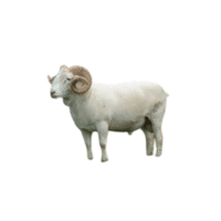 Wiltshire Horn sheep | Types of Sheep Breeds with Names