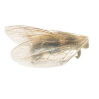 Wings