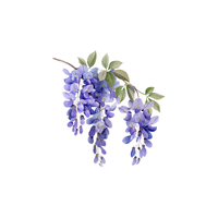 Wisteria | Plants and Their Names