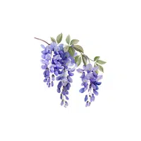 Wisteria | Plants and Their Names
