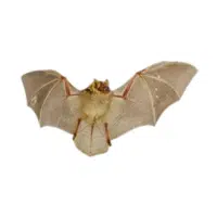 Woolly bat