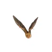 Wrinkle-faced bat