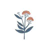 Yarrow
