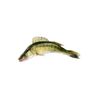 Zander | Types of Fish with Names in English