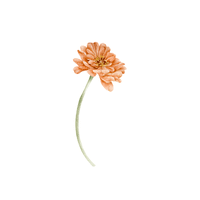 Zinnia | Plants and Their Names