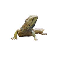 Alligator Lizard | Types of Lizards with Names