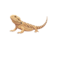Bearded dragon | Types of Lizards with Names