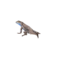 Blue-bellied Lizard | Types of Lizards with Names