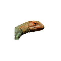 Caiman Lizard | Types of Lizards with Names