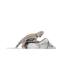 Canyon Lizard | Types of Lizards with Names