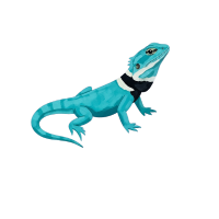 Collared Lizard | Types of Lizards with Names
