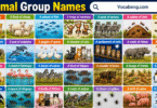 Collective Nouns for Animals in English with Pictures