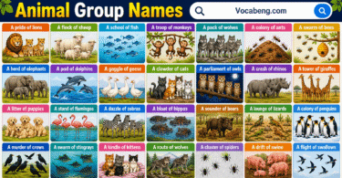 Collective Nouns for Animals in English with Pictures