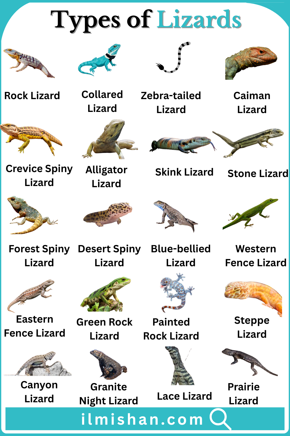 Common Types of Lizards Breeds Names in English