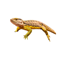 Crevice Spiny Lizard