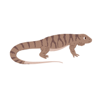 Desert dragon | Types of Lizards with Names